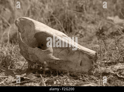 Photo aux teintes chaleureuses d'un crâne de porcs sauvages sur terrain herbeux Banque D'Images