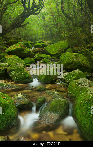 Une rivière à travers la forêt tropicale luxuriante le long de la piste (白谷雲水峡 Shiratani Unsuikyo) sur le sud de l'île de Yakushima (屋久島), au Japon. Banque D'Images