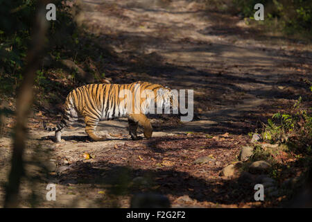 Un tigre du Bengale rôdant dans la forêt de Jim Corbett National Park, Inde. ( Panthera tigris ) Banque D'Images