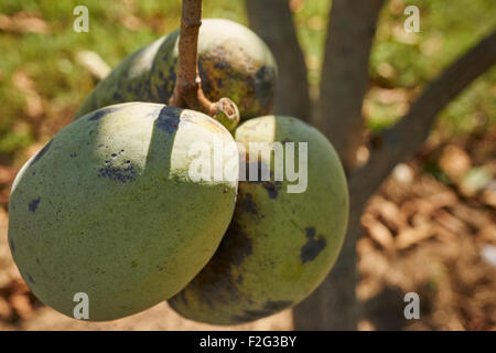 La papaye le mûrissement des fruits dans un verger, Maryland, USA Banque D'Images