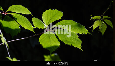 Les feuilles de raisin vert éclairé par le soleil, sur un fond sombre Banque D'Images