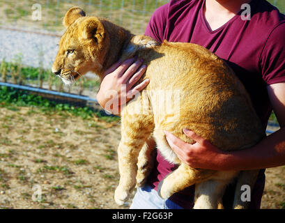 Lion cub dans l'homme de mains. Banque D'Images