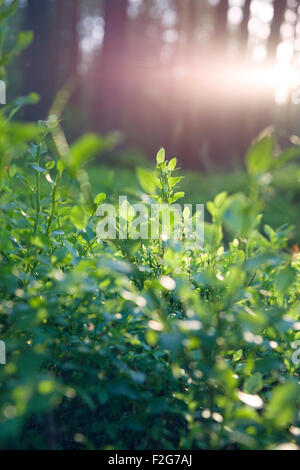 Magnifique coucher de soleil dans la forêt de la Lituanie. Plants de bleuets et sun out of focus Banque D'Images