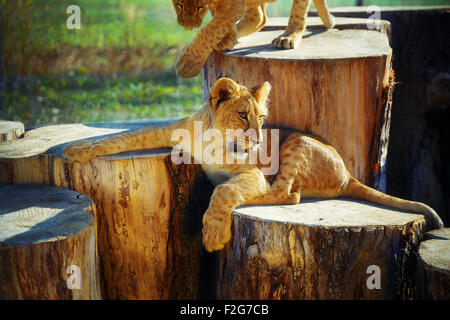 Deux lionceaux câlins dans la nature et de maisons en bois rond . Banque D'Images