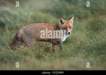 Red Fox / Rotfuchs ( Vulpes vulpes ) dans les tiges à travers un épais wintercoat prairie avec l'herbe haute. Banque D'Images