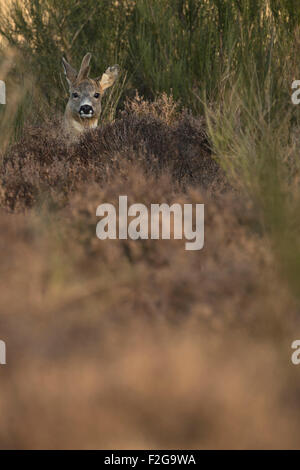 Cerf rou / Reh ( Capreolus capreolus ) avec des bois de repousse anormaux se trouve caché dans la végétation épaisse, la faune, l'Europe. Banque D'Images