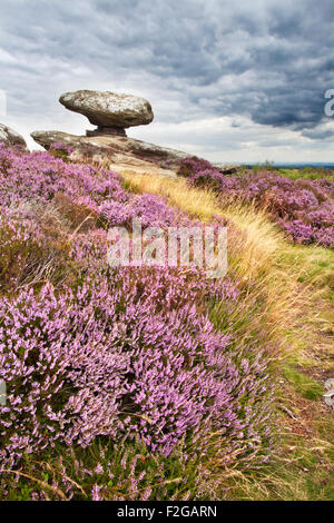 Mushroom Rock et Heather sur Brimham Moor Nidderdale North Yorkshire Angleterre Banque D'Images