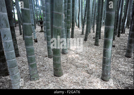 Jardin de bambous à Hokoku-ji à Kamakura, Kanagawa, Japon. Banque D'Images