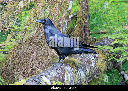 Grand corbeau perché sur un arbre tombé en Colombie-Britannique Banque D'Images