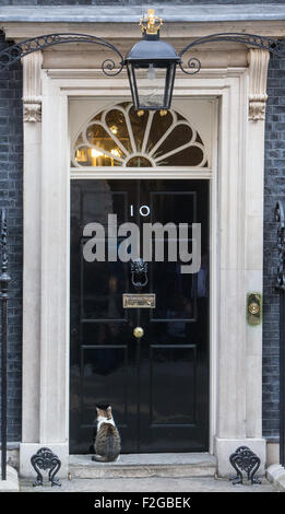 Larry le chat de Downing Street,Chef Mouser pour le Bureau du Cabinet. Larry est un brown tabby et blanc,à la porte du numéro 10 Banque D'Images