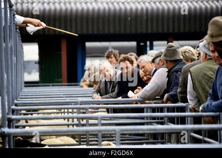 Marché aux bestiaux de Louth. Le Lincolnshire. L'Angleterre. UK Banque D'Images