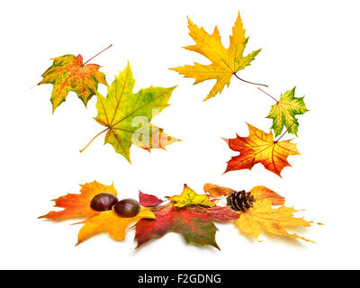 Feuilles d'érable aux couleurs automnales magnifiques tomber, studio isolé sur fond blanc Banque D'Images