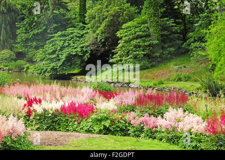 Une partie de la Collection nationale Astilbe, Marwood Hill Gardens, North Devon. Banque D'Images