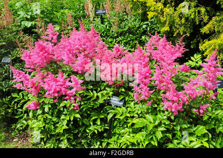 Astilbe 'Corps et âme' Banque D'Images