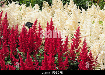 Astilbes. Astilbe Deutschland, (blanc). Une partie de la Collection nationale à Marwood Hill Gardens, North Devon. Banque D'Images