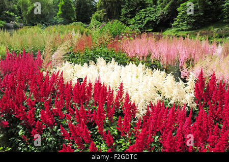 Une partie de la Collection nationale Astilbe, Marwood Hill Gardens, North Devon. Banque D'Images