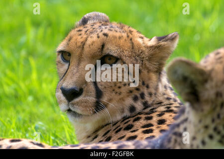 Cheetah fixant le repos et à Closeup Portrait Banque D'Images