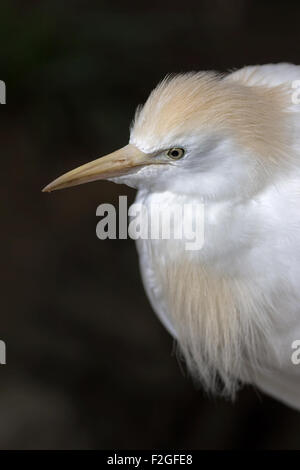 Héron garde-boeuf Closeup Portrait d'oiseaux sauvages Banque D'Images