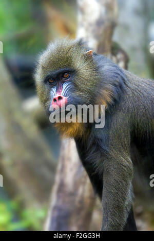 Portrait homme singe Mandrill Banque D'Images