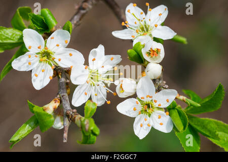 Prunellier fleurs. Banque D'Images