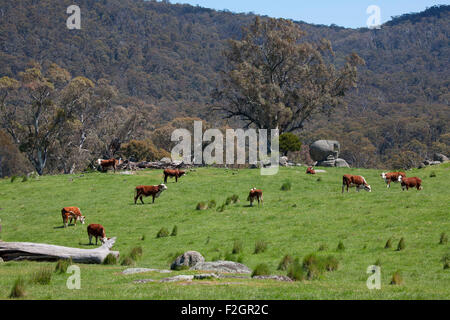 Poll Hereford le pâturage du bétail dans la région des Snowy Mountains Australie Banque D'Images