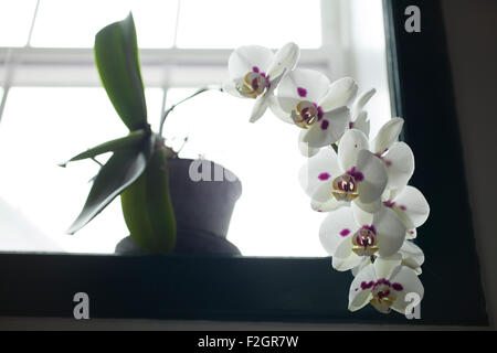Un phalanopsis orchid se trouve sur un rebord de fenêtre. Banque D'Images