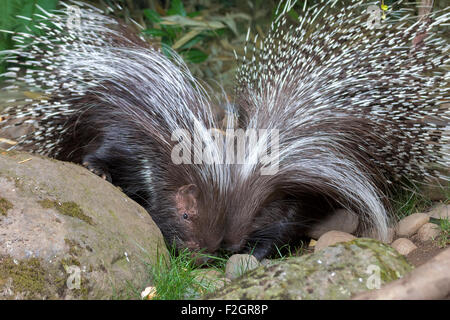 Porc-épic africain Portrait Paire Banque D'Images