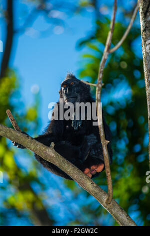 Un macaque à crête noire de Sulawesi du Nord prendre un repos jusqu'en haut d'un arbre avec le ciel bleu en arrière-plan Banque D'Images