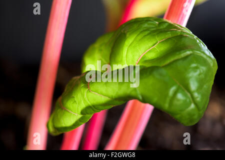 Les légumes feuilles de bette à carde rouge Veggi santé bonne forme physique fit croître silverbeet Beta vulgaris cicla prospérer la terre, l'empotage, leaf beet Banque D'Images