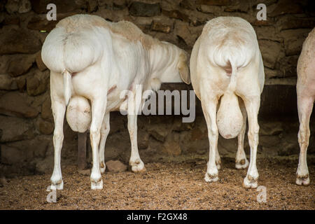 Queue grasse dorpers (Ovis aries) sur une exploitation agricole en Afrique, Botswana Banque D'Images