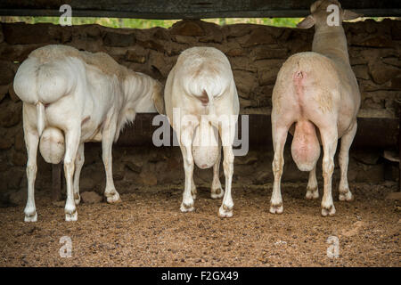 Queue grasse dorpers (Ovis aries) sur une exploitation agricole en Afrique, Botswana Banque D'Images