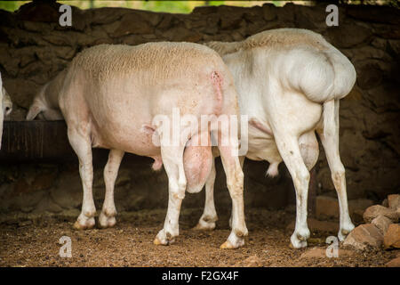 Queue grasse dorpers (Ovis aries) sur une exploitation agricole en Afrique, Botswana Banque D'Images