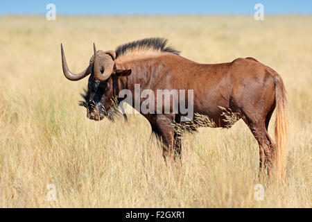 Le gnou noir mâle (Connochaetes gnou) dans les prairies, Mokala National Park, Afrique du Sud Banque D'Images