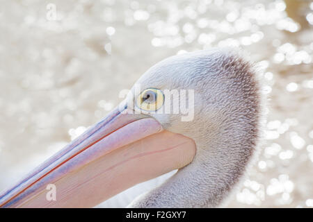 Portrait d'un pélican sur fond de l'eau brouillée. Banque D'Images