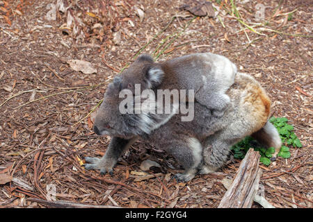 Koala avec ourson sur le dos de marcher sur le terrain. Banque D'Images