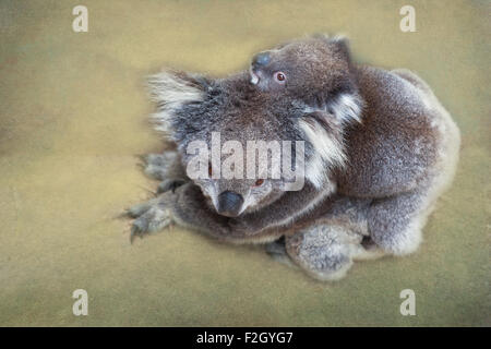 Koala avec cub libre. Banque D'Images