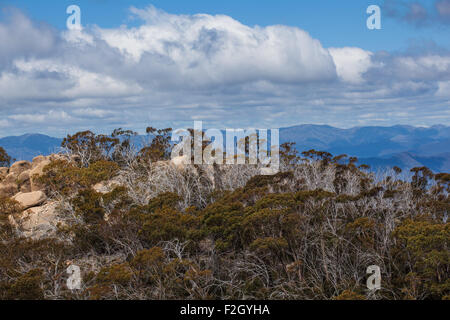 Alpes Australiennes et des buissons à Mount Buffalo National Park, Victoria Banque D'Images