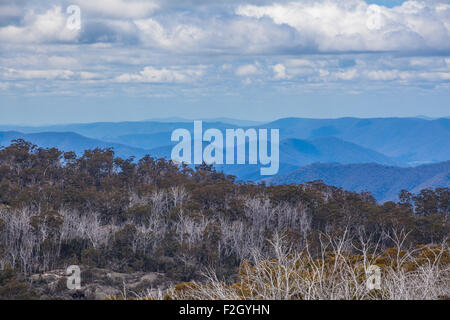 Alpes Australiennes et des buissons à Mount Buffalo National Park, Victoria Banque D'Images