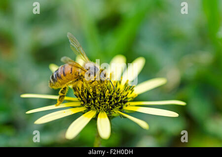 La collecte du pollen d'abeilles à partir de la Cape de fleurs contre les mauvaises herbes Banque D'Images