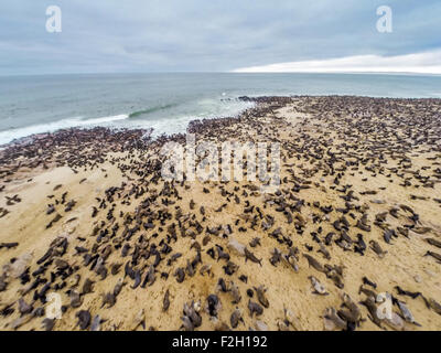 Des otaries à fourrure du cap le long de la côte de la réserve de phoques en Namibie, Afrique