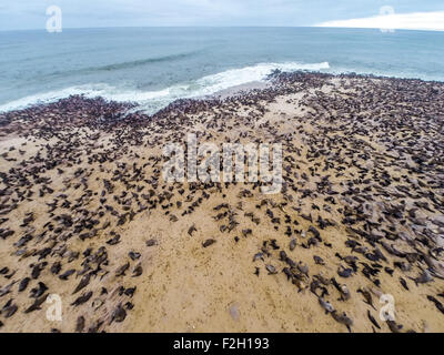 Des otaries à fourrure du cap le long de la côte de la réserve de phoques en Namibie, Afrique