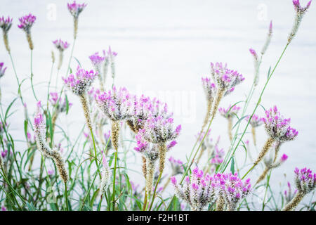 Vintage flower Plant on été, stock photo Banque D'Images