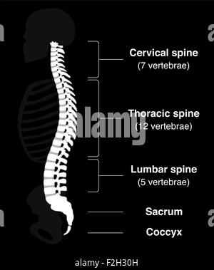 Les droits de l'épine dorsale de la colonne vertébrale avec des noms et numéros des sections de vertèbres. Banque D'Images