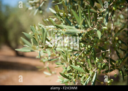 Branche de l'arbre d'olive olives vertes avec quelques détails