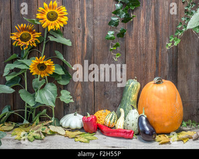 Composition de citrouilles, courges d'été, la courgette, le poivron rouge contre mur de planches en bois rustique Banque D'Images