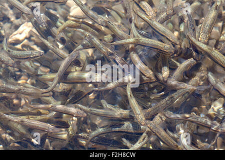Haut-fond, beaucoup de poissons, le lac Krnsko Banque D'Images