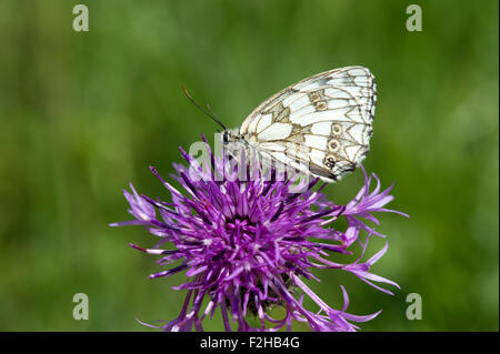 Papillon blanc marbré (melanargia galathea) sur une fleur de centaurée (Centaurea scabiosa), Royaume-Uni Banque D'Images