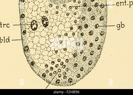 L'embryologie d'insectes et de myriapodes ; l'histoire du développement des insectes, mille-pattes, et de l'oeuf millepedes desposition [ !] t
