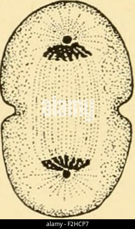 L'embryologie d'insectes et de myriapodes ; l'histoire du développement des insectes, mille-pattes, et de l'oeuf millepedes desposition [ !] t