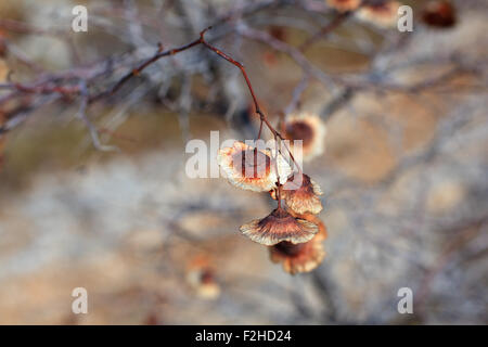 Close up on branch Banque D'Images